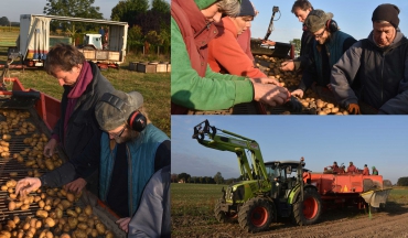 Kartoffeln mit Vollernter ausgemacht