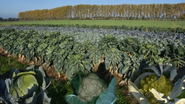 Weißkohl, Rotkohl, Blumenkohl & Rosenkohl