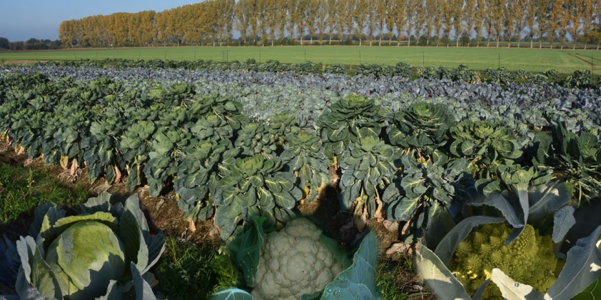 Weißkohl, Rotkohl, Blumenkohl & Rosenkohl