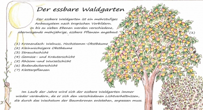 Führungen durch den Permakultur Waldgarten