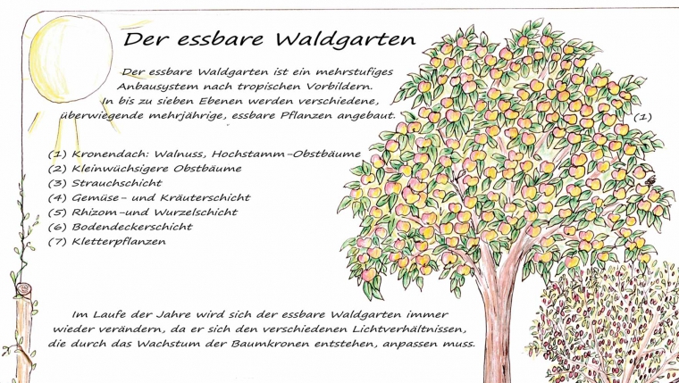 Führungen durch den Permakultur Waldgarten