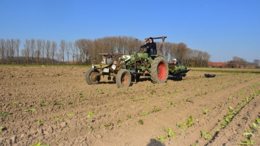 Ersten Salat ins Freiland gepflanzt