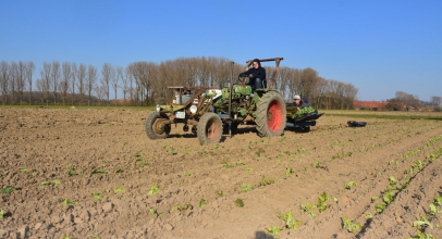 Ersten Salat ins Freiland gepflanzt