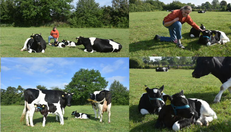 SIMA ist erstes Crowdfunding-Kälbchen