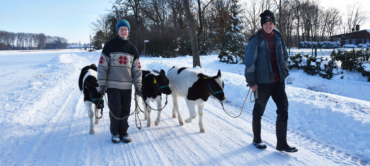 Winterspaziergang mit Kälbchen