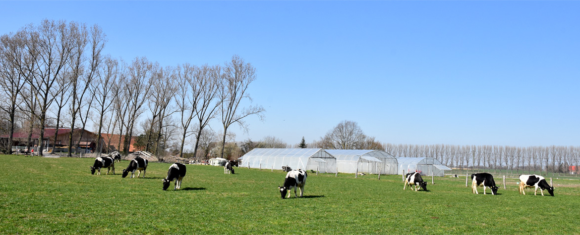 Kühe nach Winterpause erstmals auf der Weide