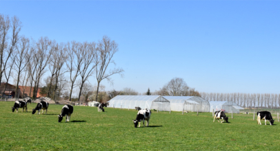 Kühe nach Winterpause erstmals auf der Weide