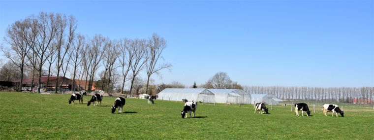 Kühe nach Winterpause erstmals auf der Weide