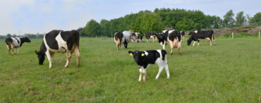 Crowdfunding Kälbchen Nummer Sieben