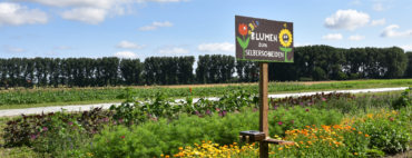 Blumen zum Selberschneiden