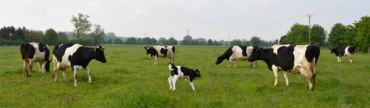 Ein weiteres Kälbchen geboren