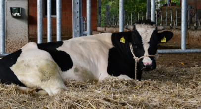 Bulle Bronco erweitert Kuhherde