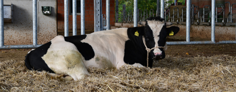 Bulle Bronco erweitert Kuhherde