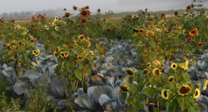 Sonnenblume nützlich für Kohl, Biene und Fink