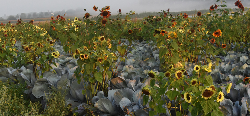 Sonnenblume nützlich für Kohl, Biene und Fink