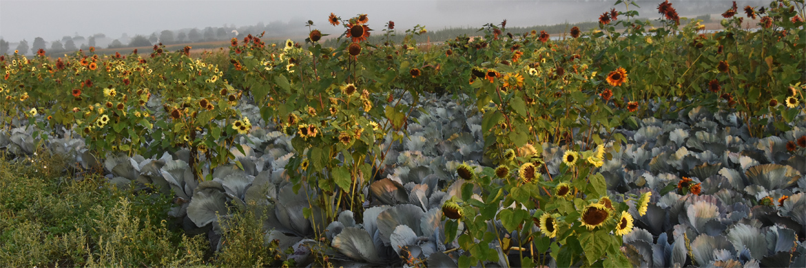 Sonnenblume nützlich für Kohl, Biene und Fink