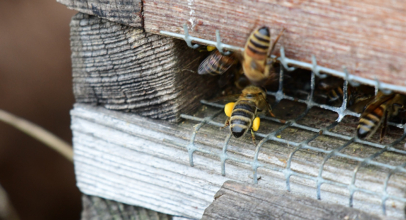 Bienen bei milden Temperaturen unterwegs