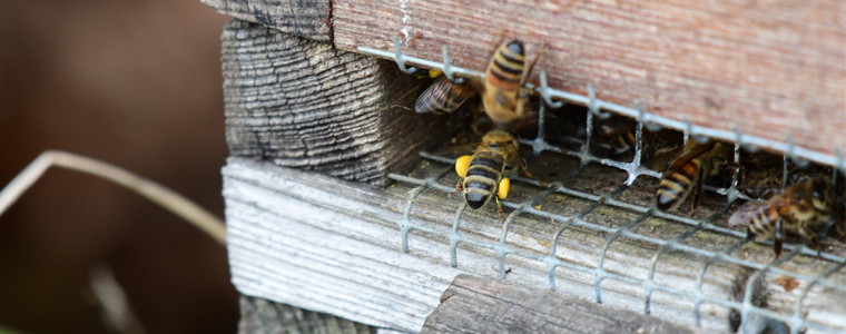 Bienen bei milden Temperaturen unterwegs