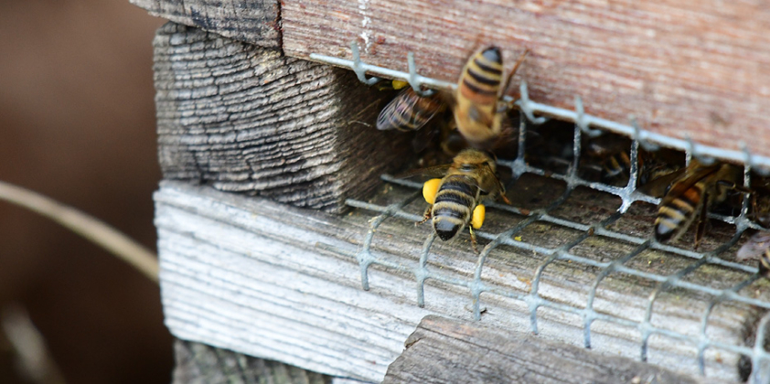 Bienen bei milden Temperaturen unterwegs