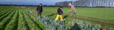 Letzte Porreepflanzen abgeerntet