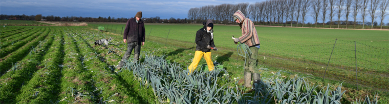 Letzte Porreepflanzen abgeerntet