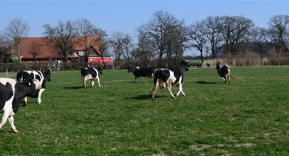 Kühe wieder auf der Weide