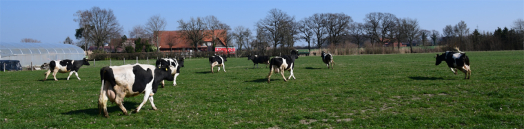 Kühe wieder auf der Weide