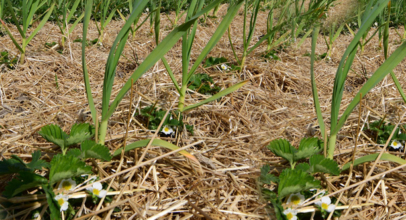 Erdbeer-Knoblauch-Beete angelegt