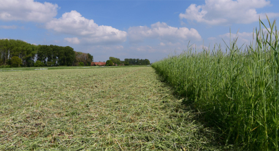 Wickroggen als Gründüngung