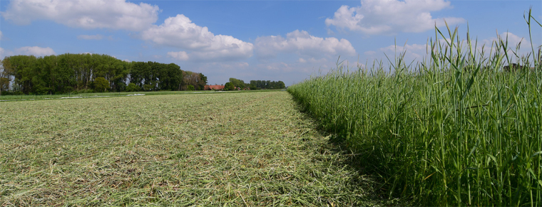 Wickroggen als Gründüngung