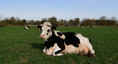 Kühe im November auf der Weide