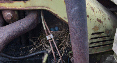 Amsel brütet im Geräteträger