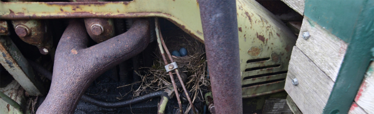 Amsel brütet im Geräteträger