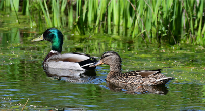 Stockente & Teichhuhn brüten wieder