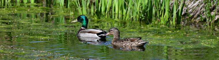 Stockente & Teichhuhn brüten wieder