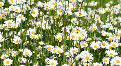 Naturschutzflächen – ein wahres Blütenmeer