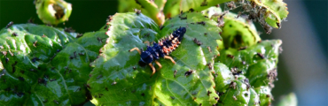 Asiatischer Marienkäfer im PKWG