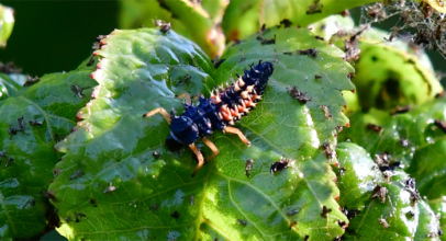 Asiatischer Marienkäfer im PKWG