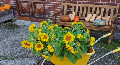 Die Sonnenblume – Königin des Sommers