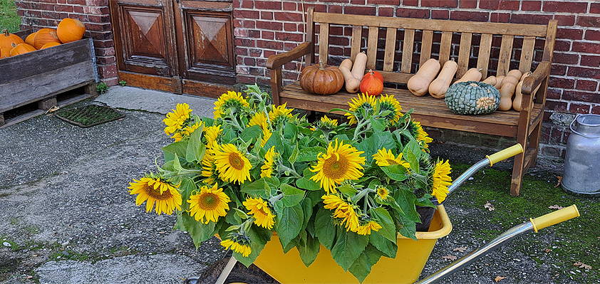 Die Sonnenblume – Königin des Sommers