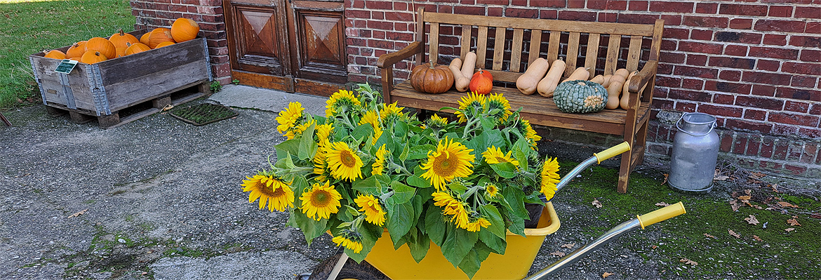 Die Sonnenblume – Königin des Sommers