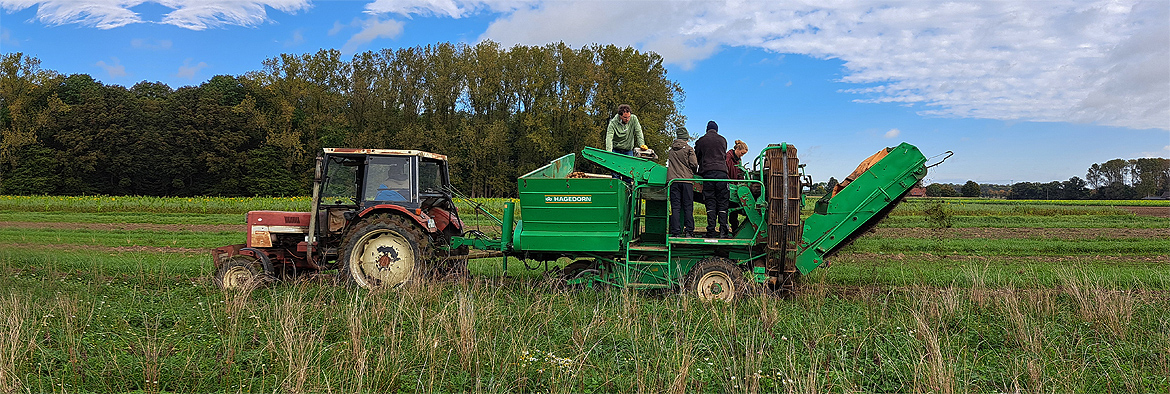 Praktikanten helfen bei Kartoffelernte