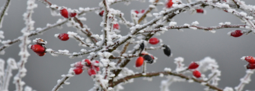 Eiskristalle verzaubern die Natur