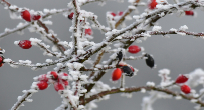 Eiskristalle verzaubern die Natur