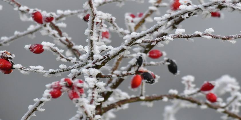 Eiskristalle verzaubern die Natur