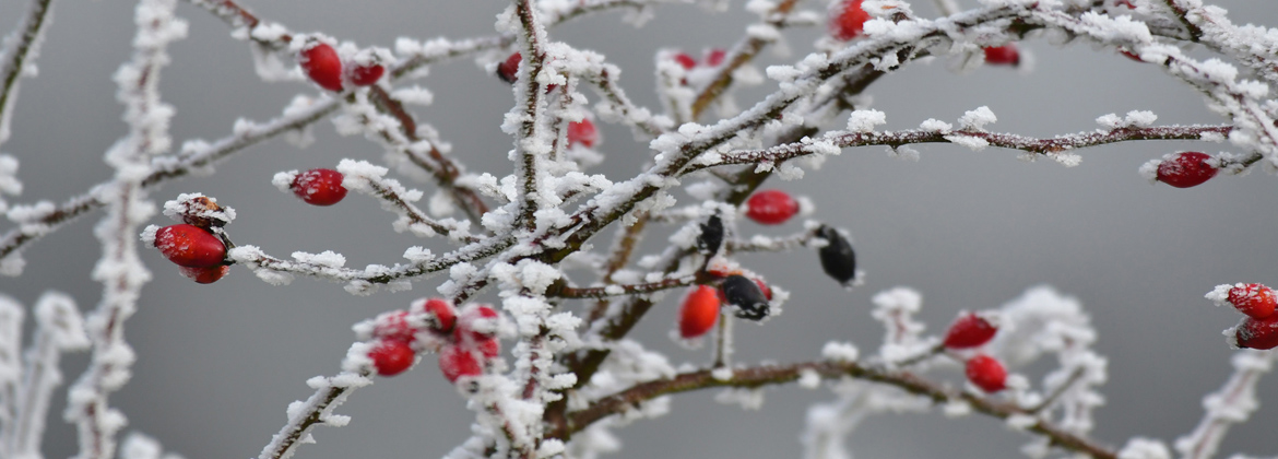 Eiskristalle verzaubern die Natur