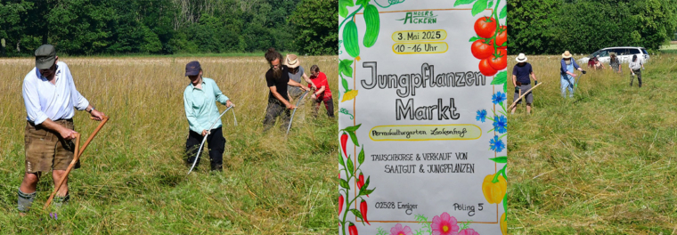 Jungpflanzenmarkt und Sensenlehrgang geplant