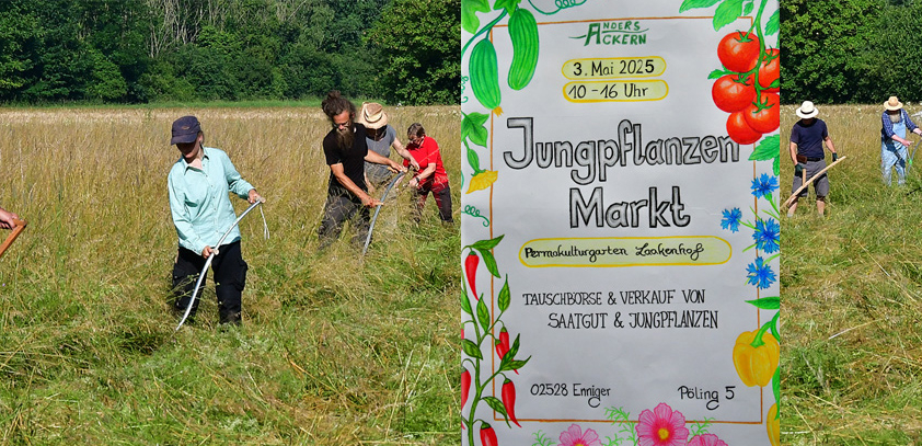 Jungpflanzenmarkt und Sensenlehrgang geplant