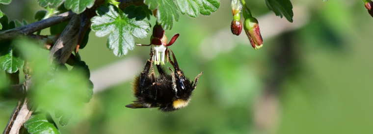 Mirabelle und Stachelbeere eröffnen die Obstblüte