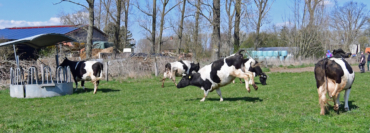 Unsere Kühe kommen auf die Weide